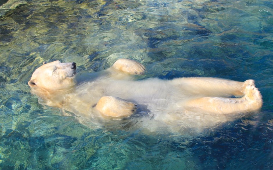 Белый медведь в воде