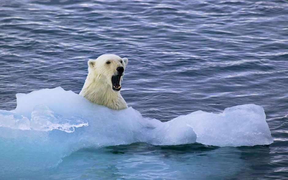Белый медведь под водой