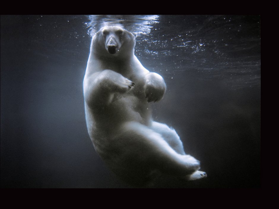 Белый медведь National Geographic
