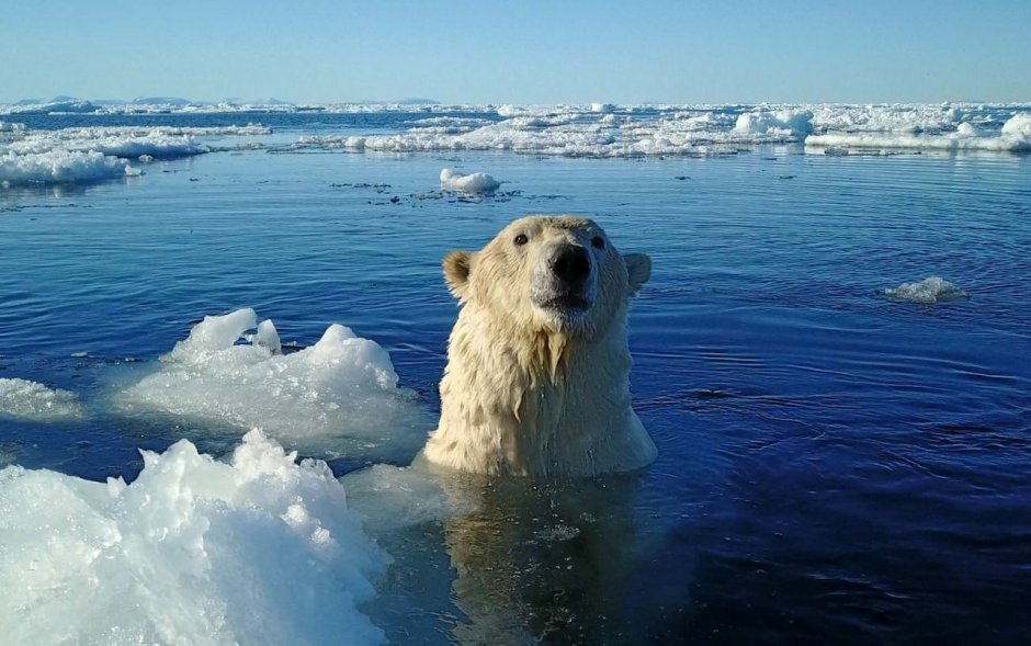 Белый медведь плавает под водой