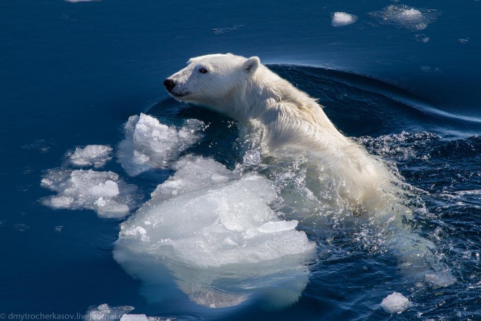 Картинка белый медведь под водой высокое качество