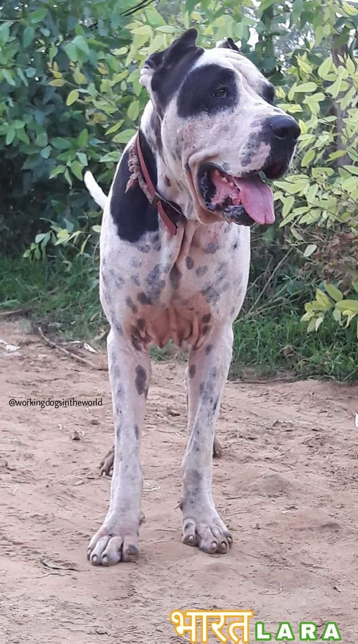 Булли Кутта