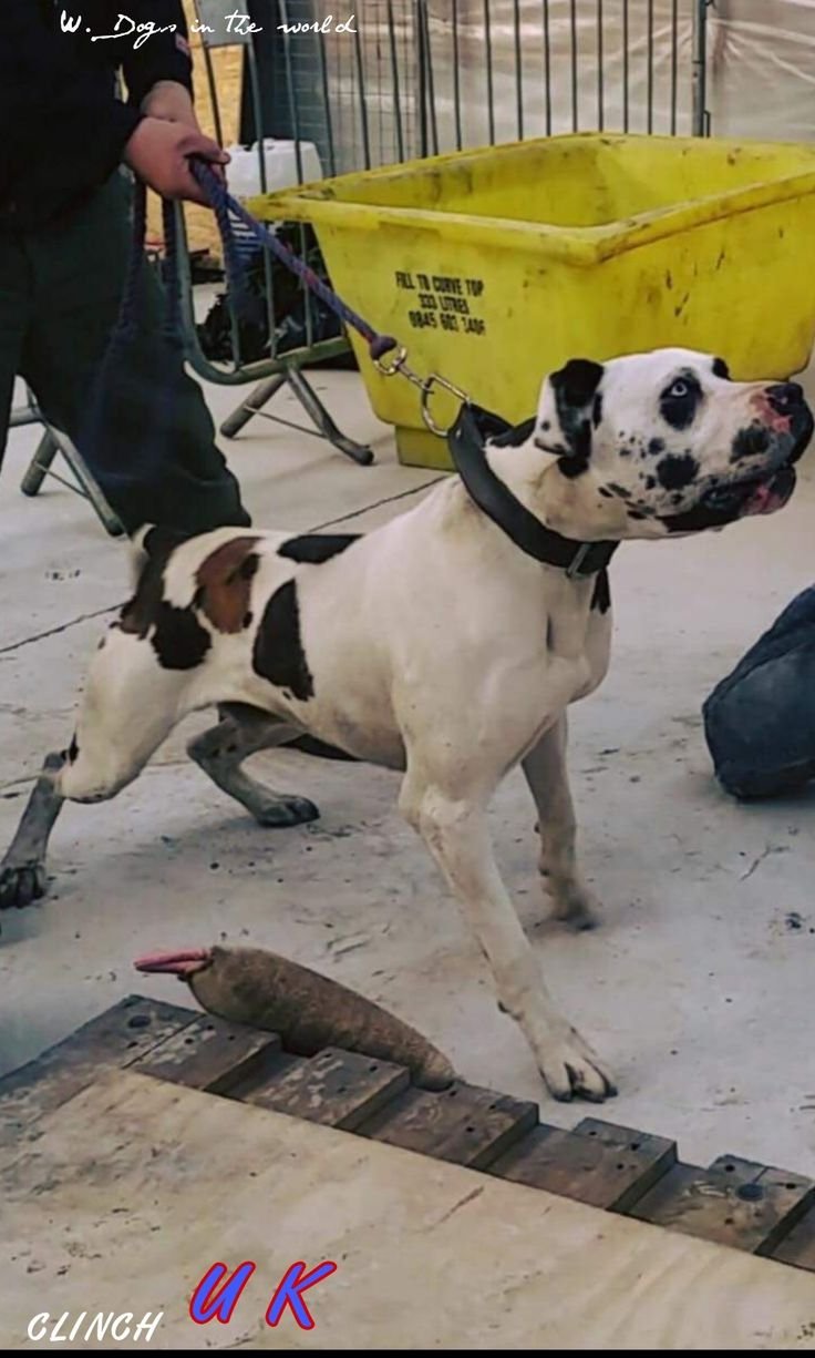 Гуль Донг порода собак