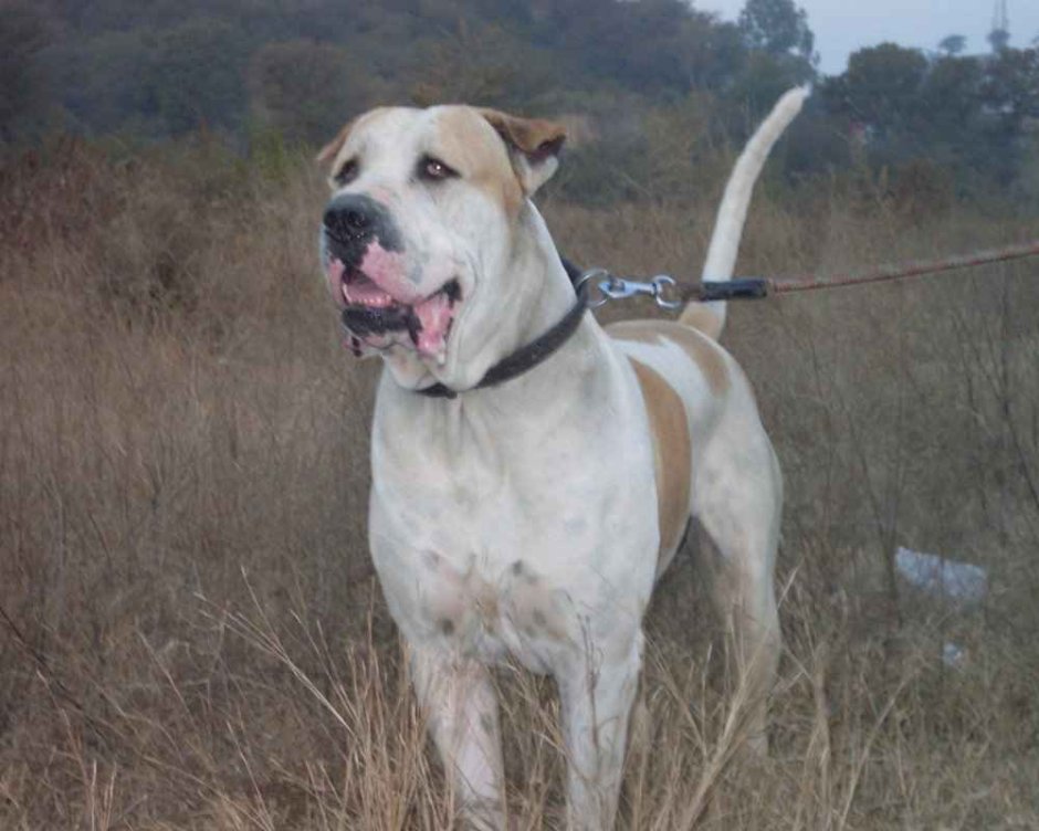 Булли Кутта