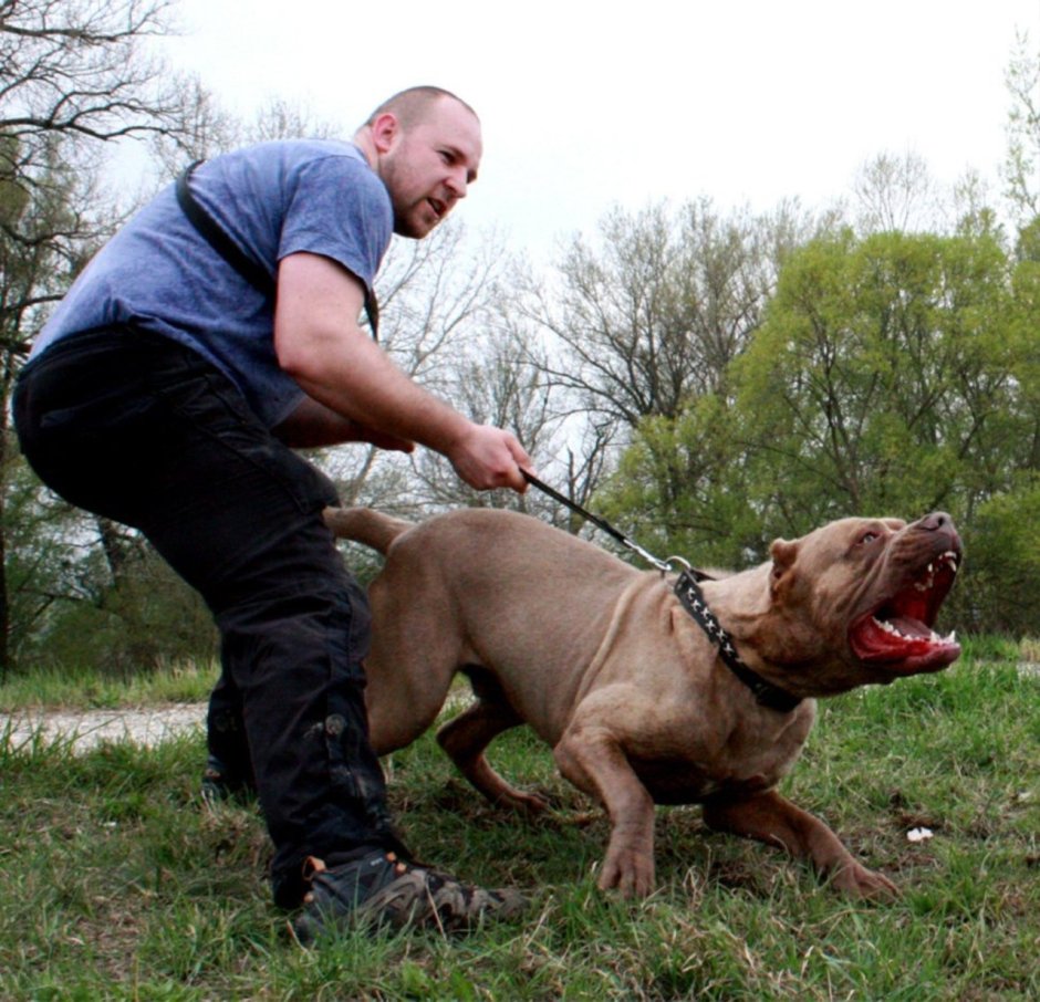 Бандог с человеком