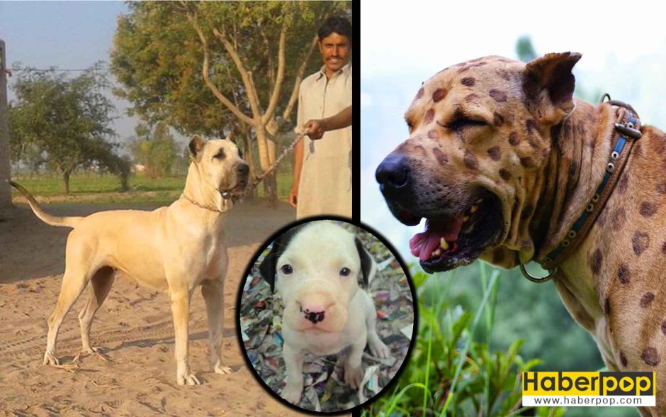 Булли Кутта