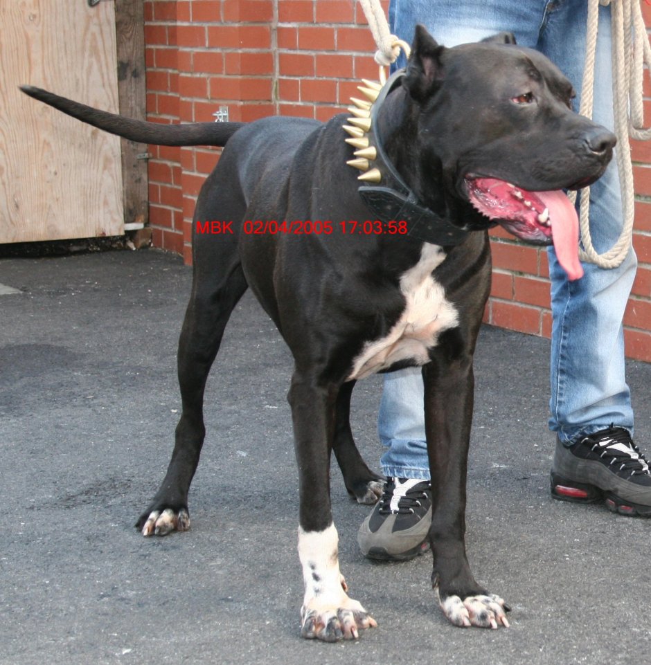 Булли Кутта пакистанский питбультерьер