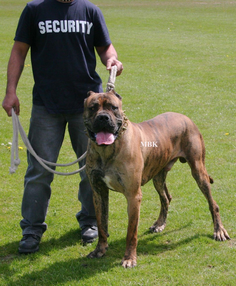 Булли Кутта