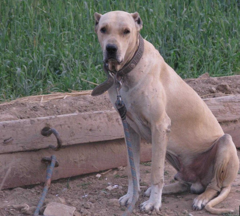 Бразильский бульдог булли Кутта
