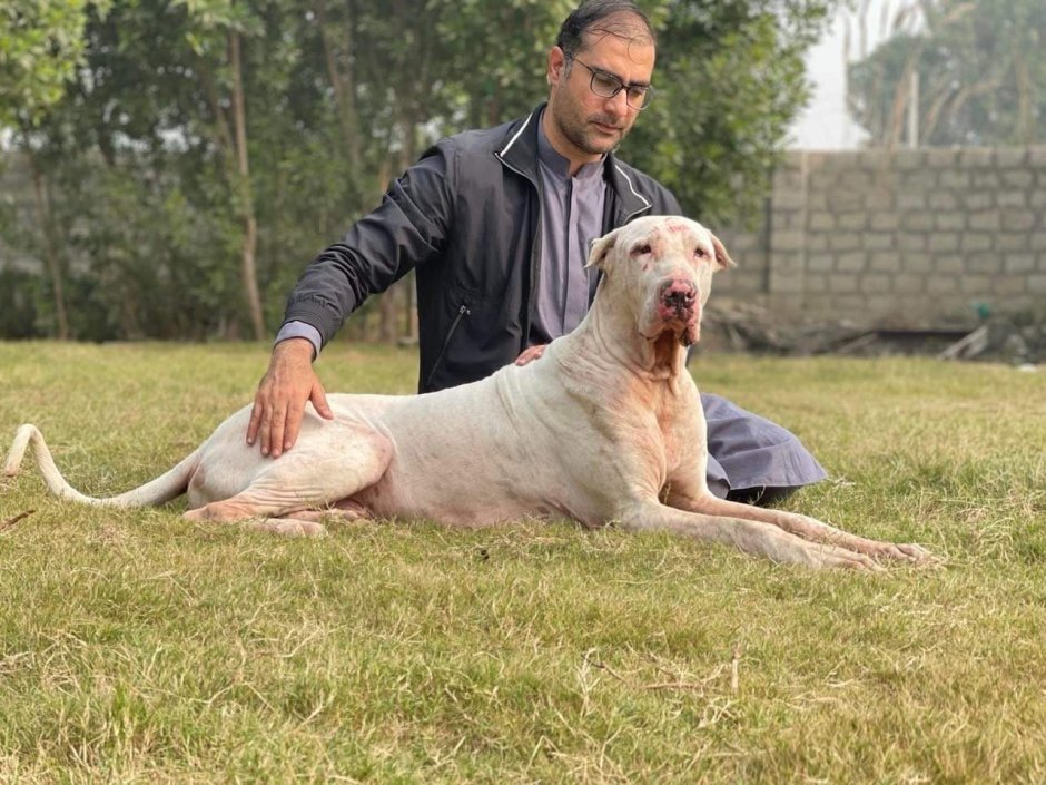 South indian Mastiff