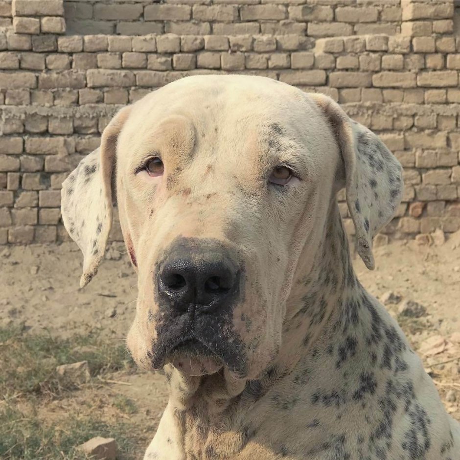 Булли Кутта