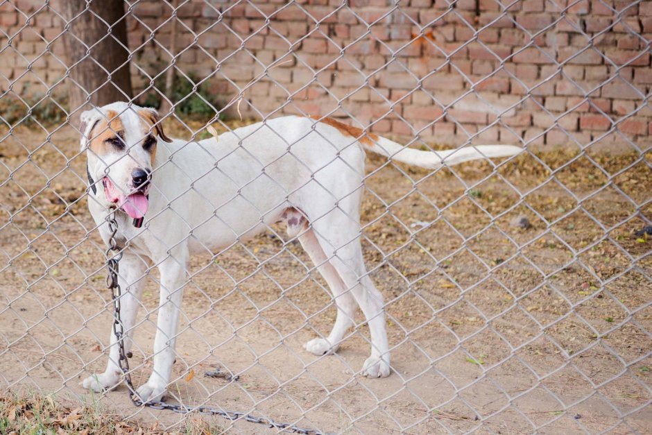 Гадди Кутта