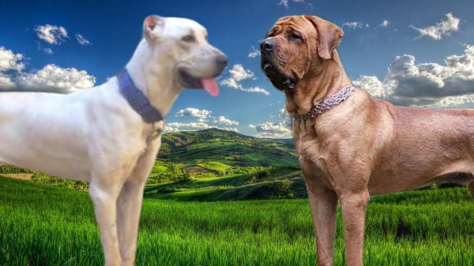 Алангу мастиф