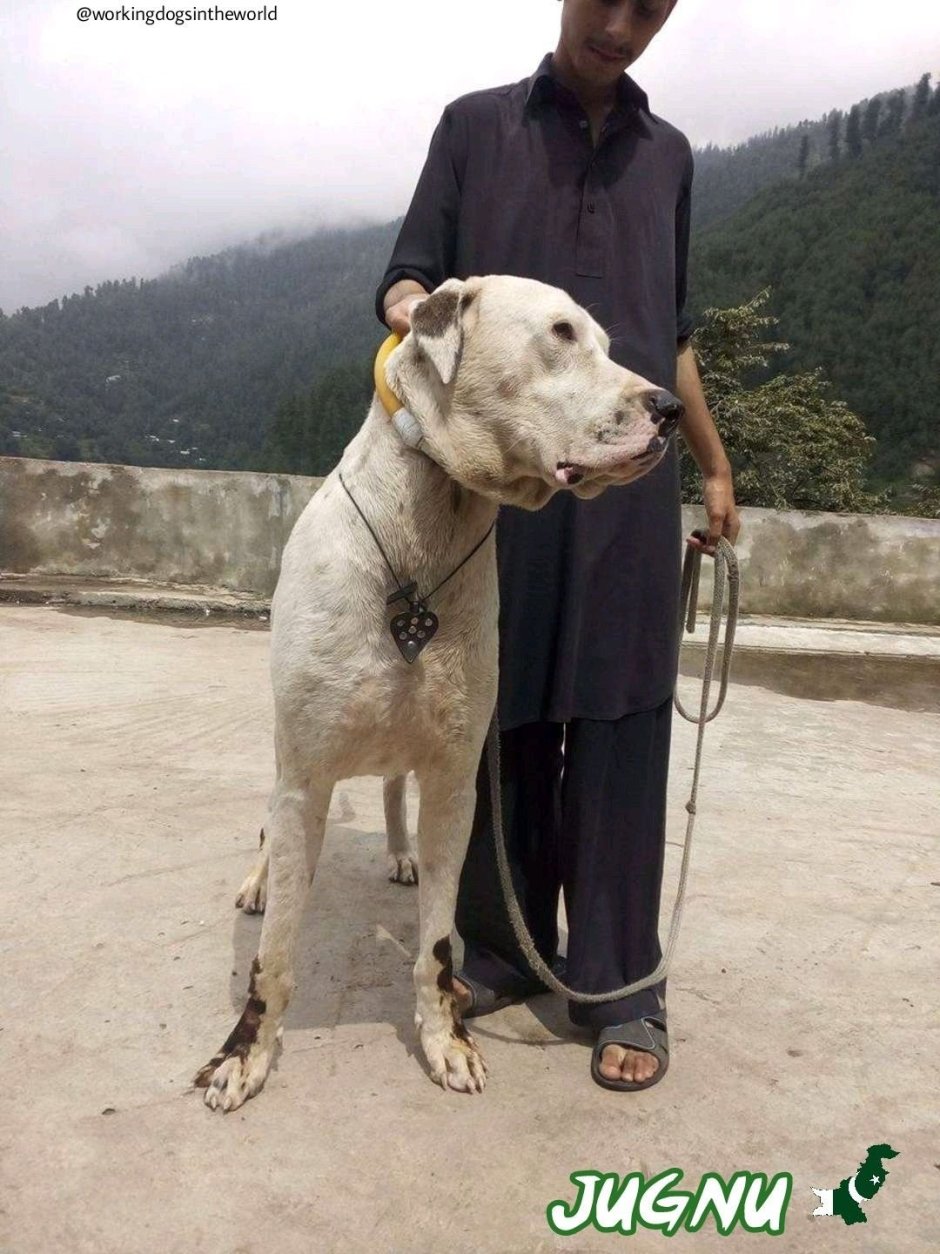 Кангал собака с человеком