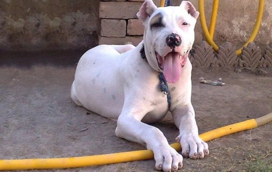 Пакистанский булли Кутта