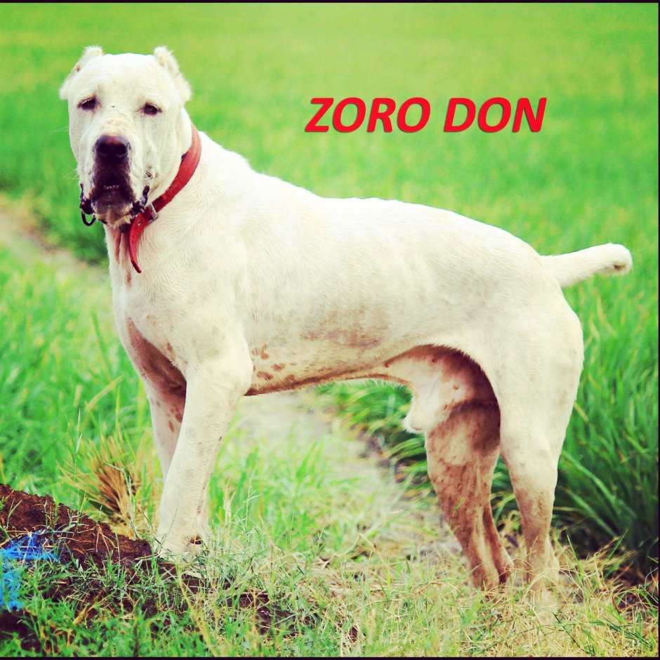 Булли Кутта