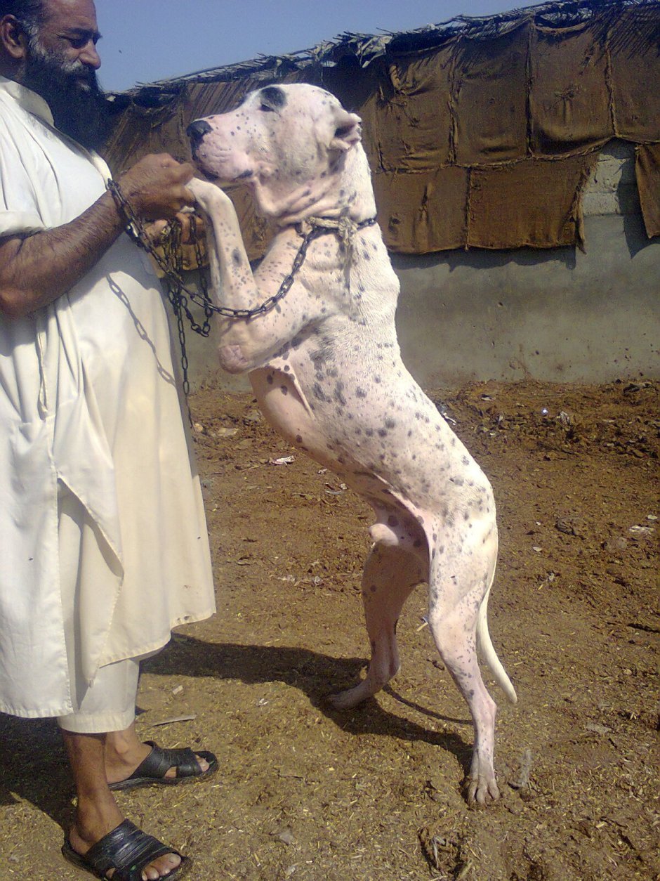 Булли Кутта