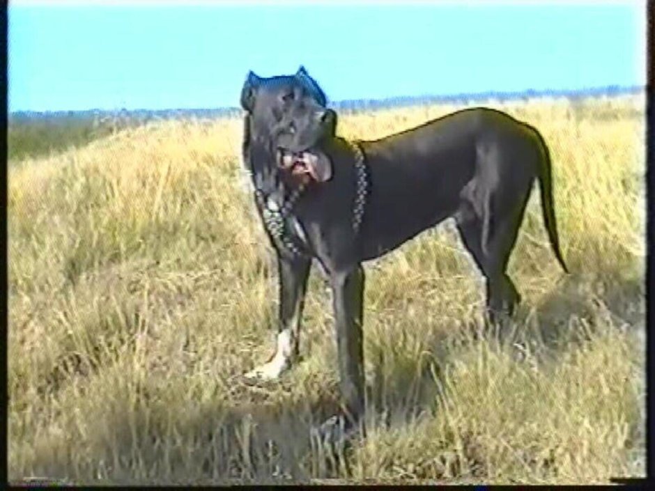 Мартином Кутта