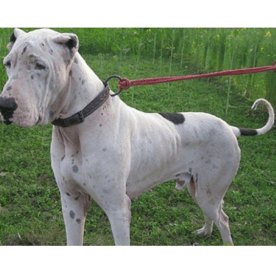 Булли Кутта пакистанский мастиф