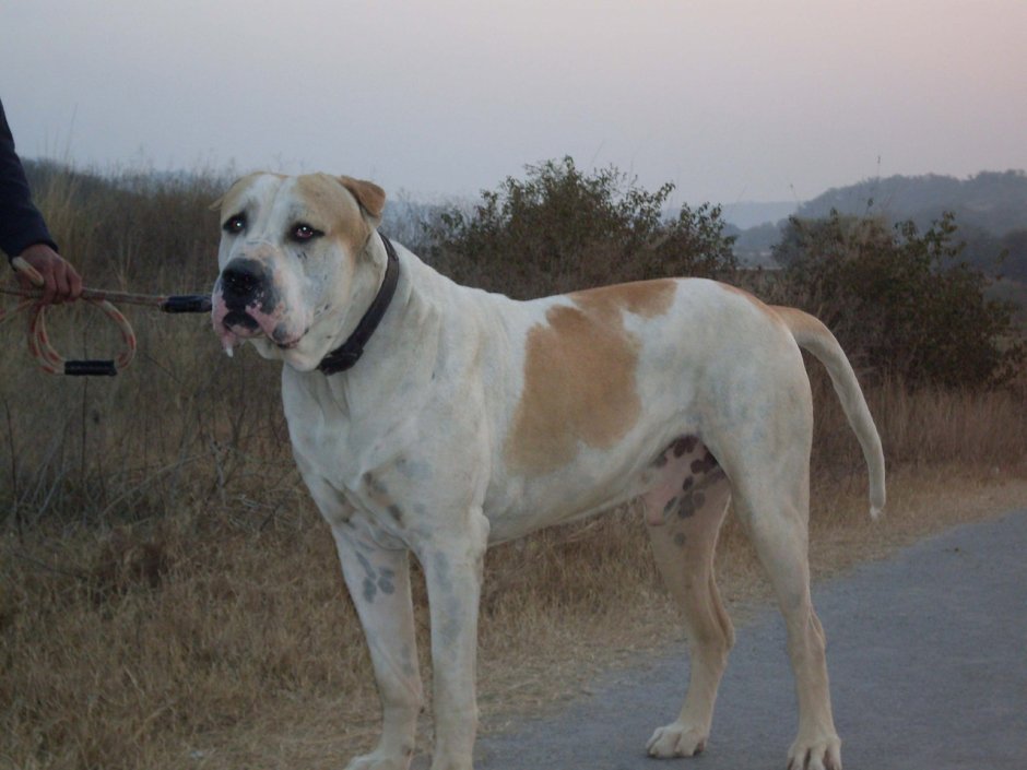 Булли Кутта порода