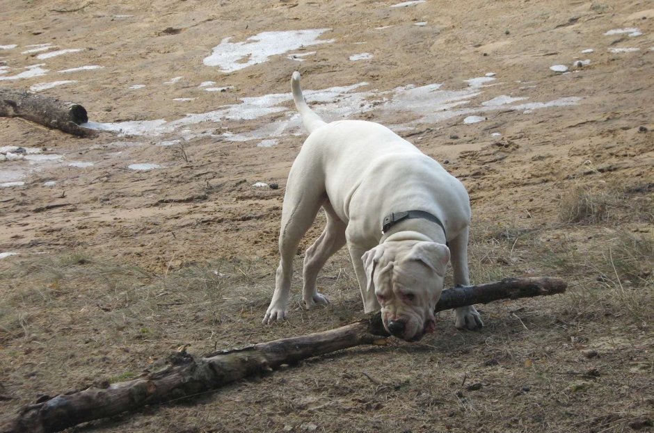 Булла Кута собачьи бои