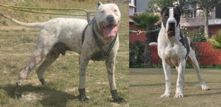 Булли Кутта охота