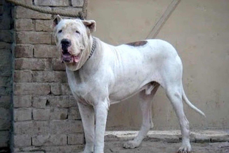 Булли Кутта собака