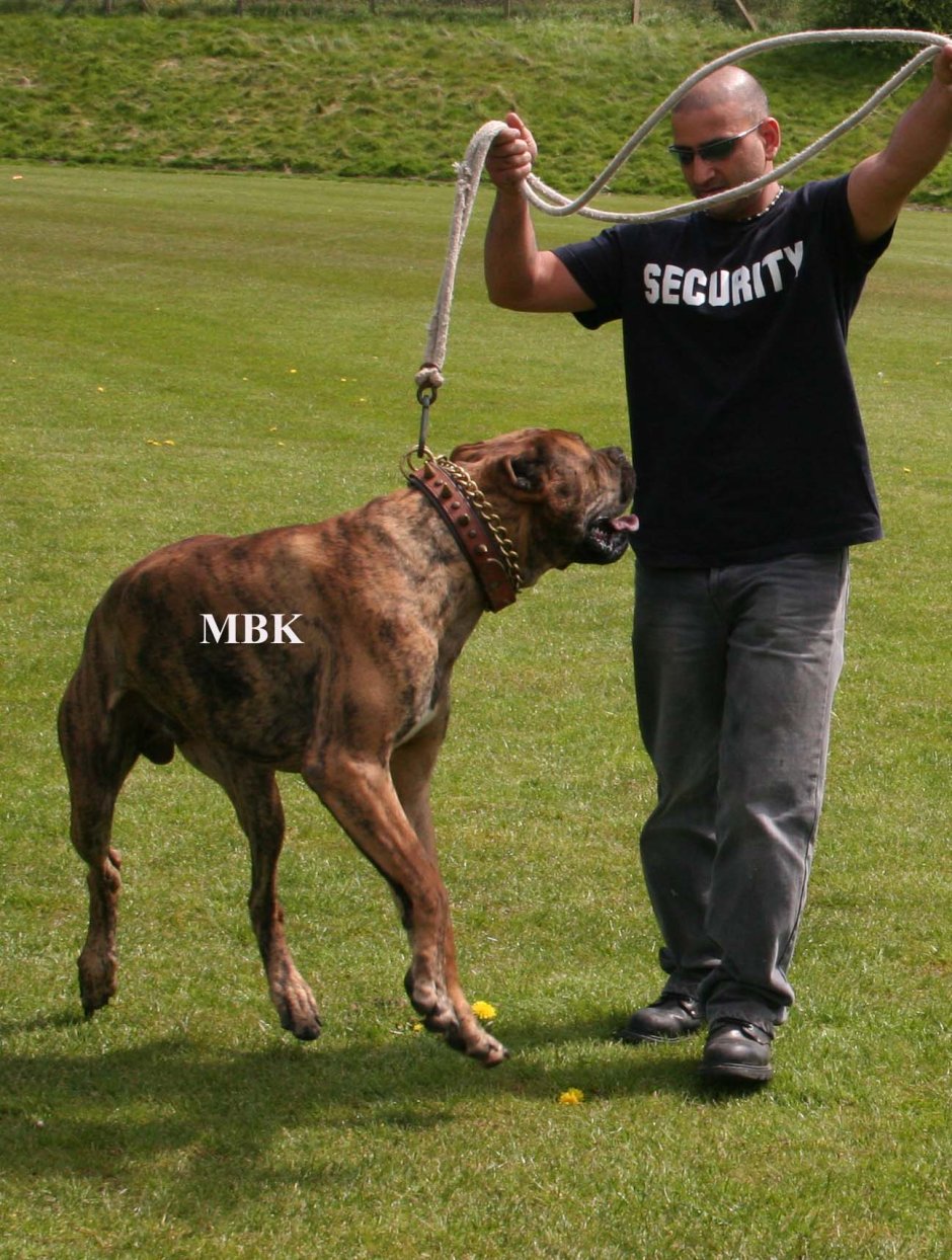 Собака пакистанский хулиган фото