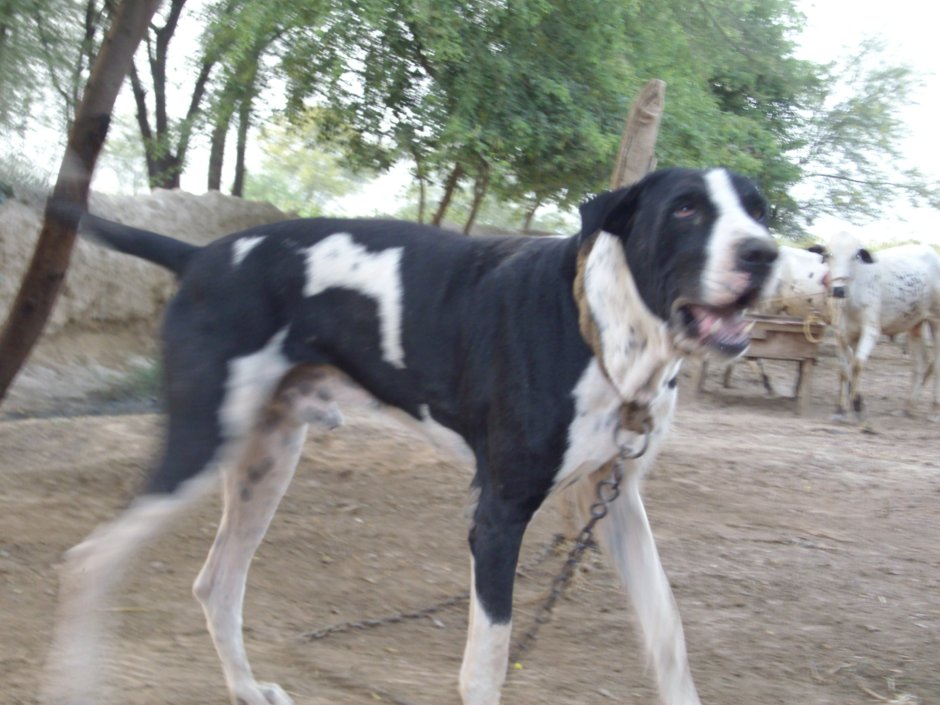 Пакистанский булли Кутта