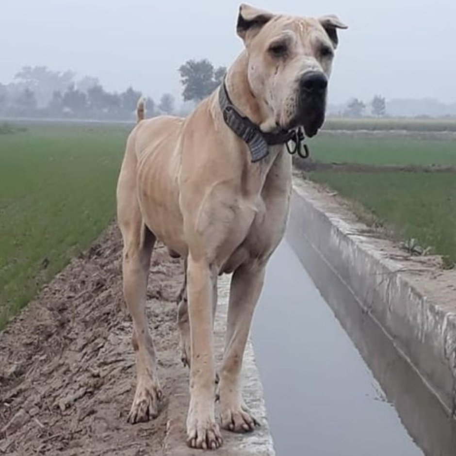 Булли Кутта пакистанский мастиф