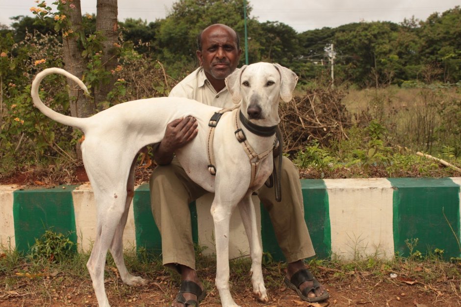 Булли Кутта щенок маленький