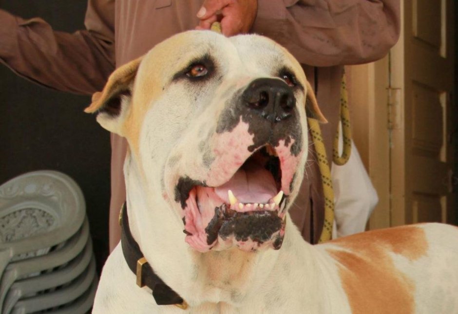 Пакистанский булли Кутта