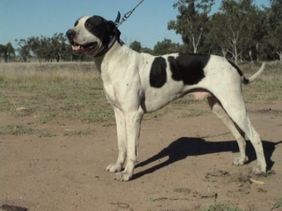 Булли Кутта