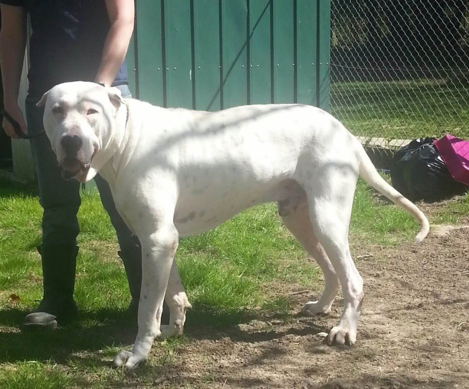 Булли Кутта порода