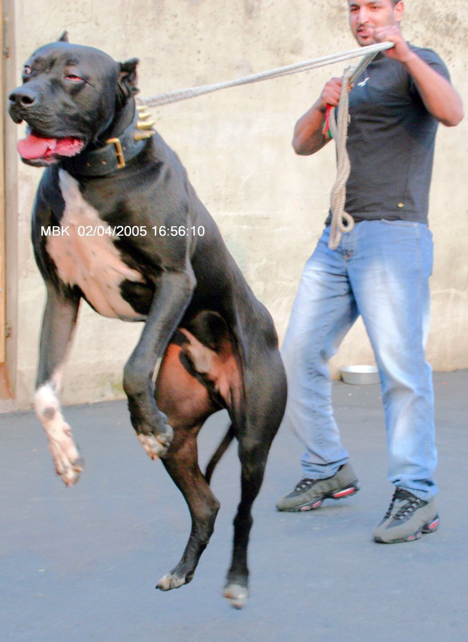 Булли Кутта собак Кане Корсо