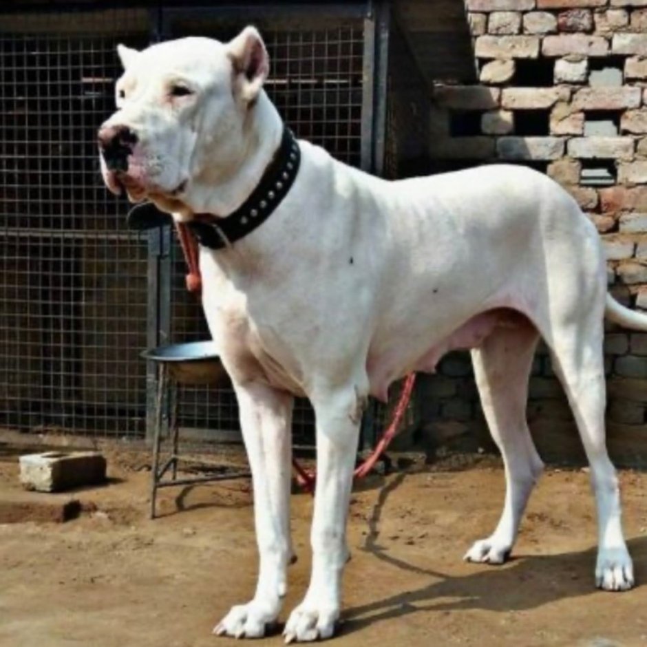 Кангал турецкий Бойцовский