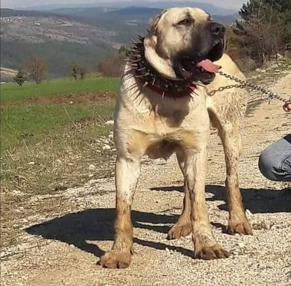 Булли Кутта и американский булли