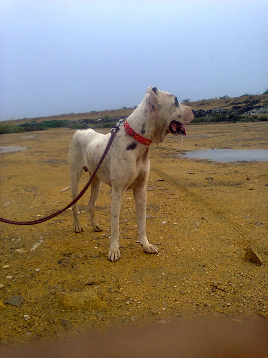 Мастиф пакистанский булли булли Кутта