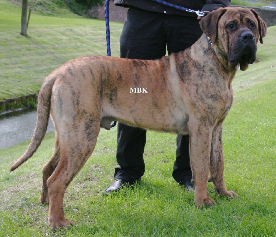 Пакистанский мастиф