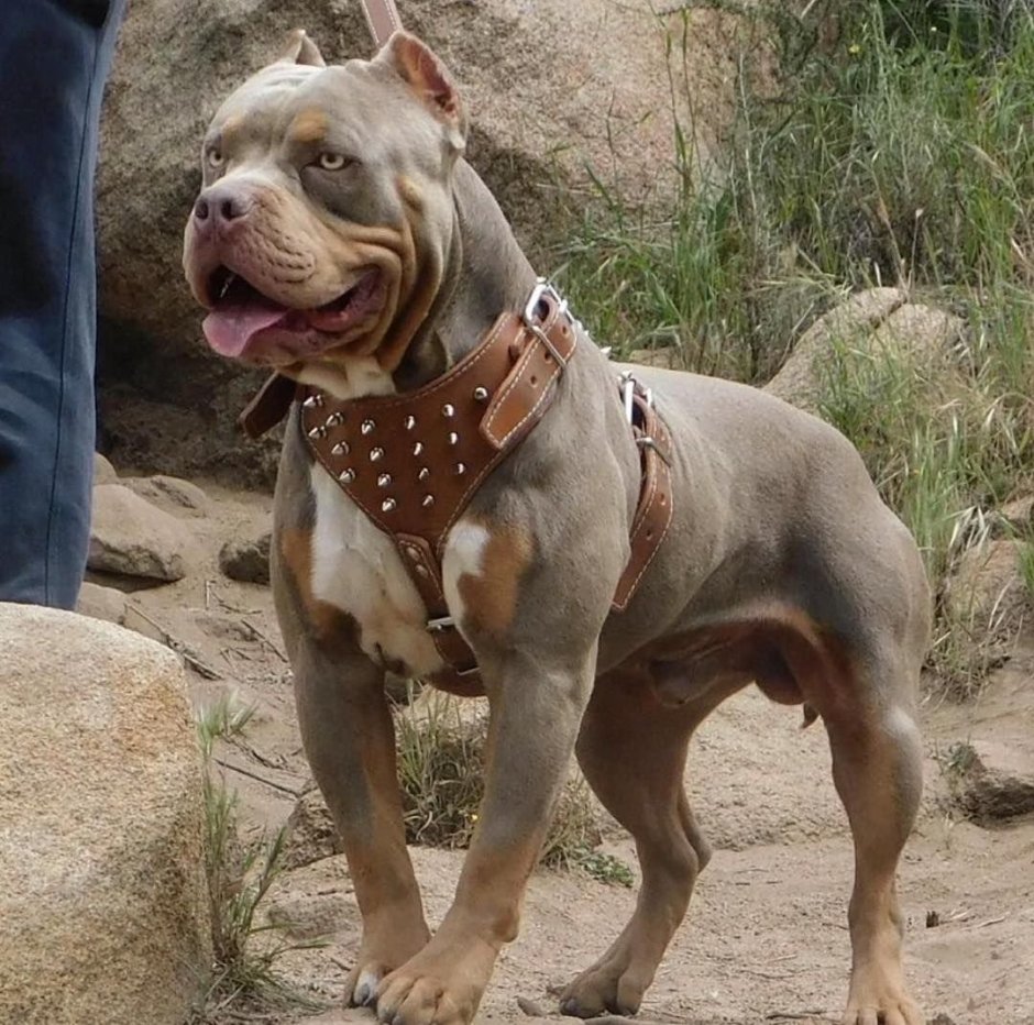 Американский питбультерьер качок