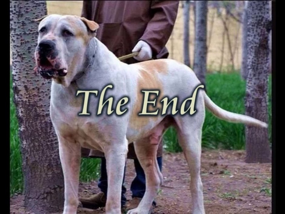 Kazbek Pit bull game Dog