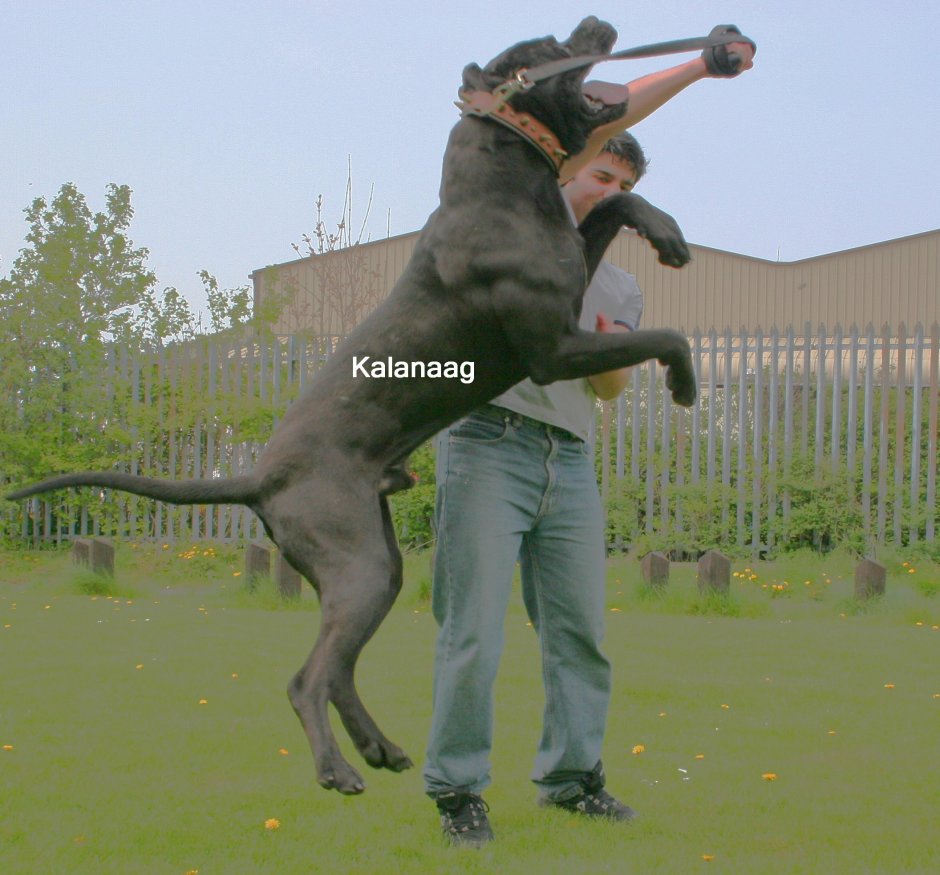 Булли Кутта щенки