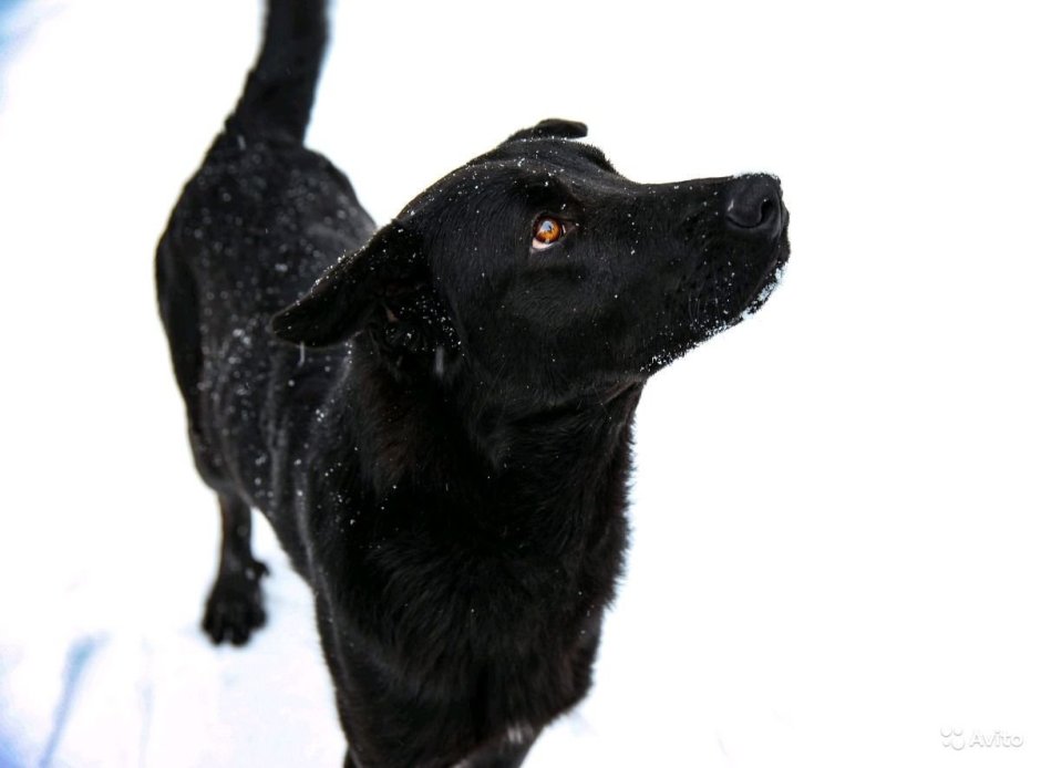 Метис курцхаара