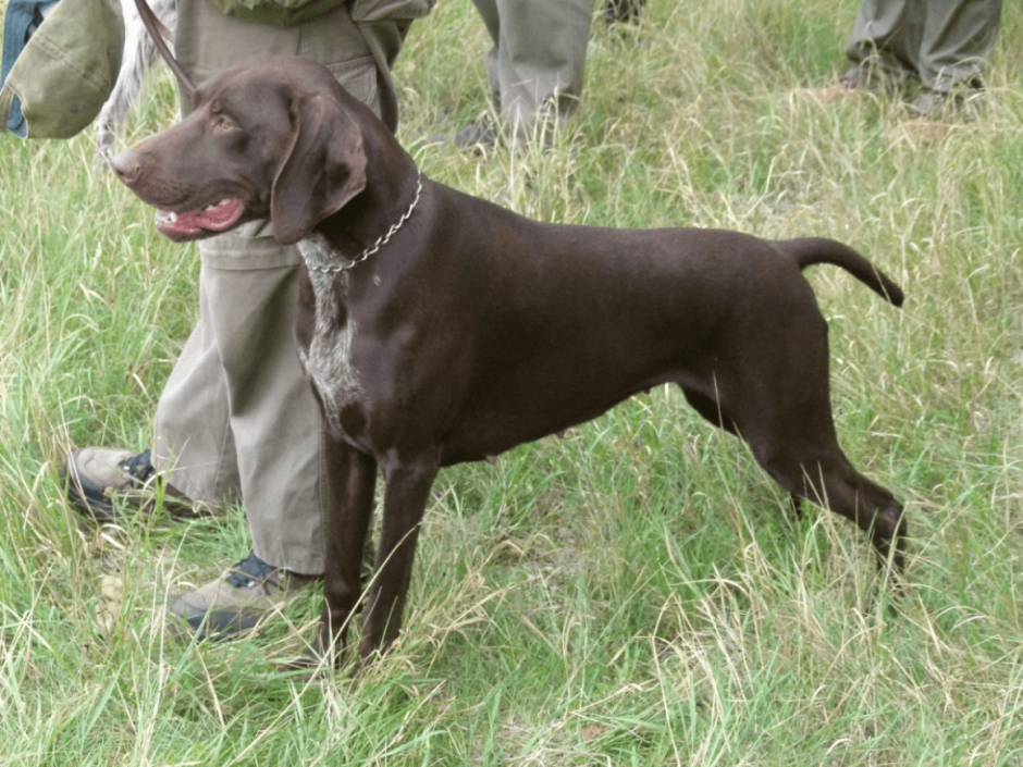 Метис курцхаара и дратхаара