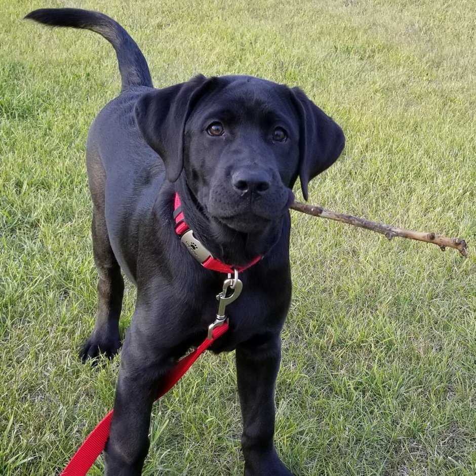 Курцхаар и лабрадор