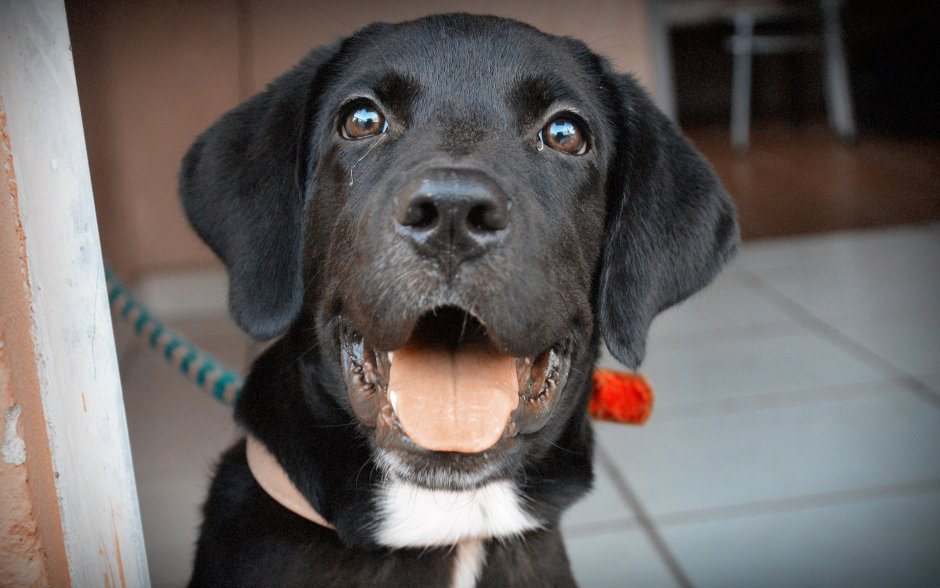 Удивленная собака лабрадор