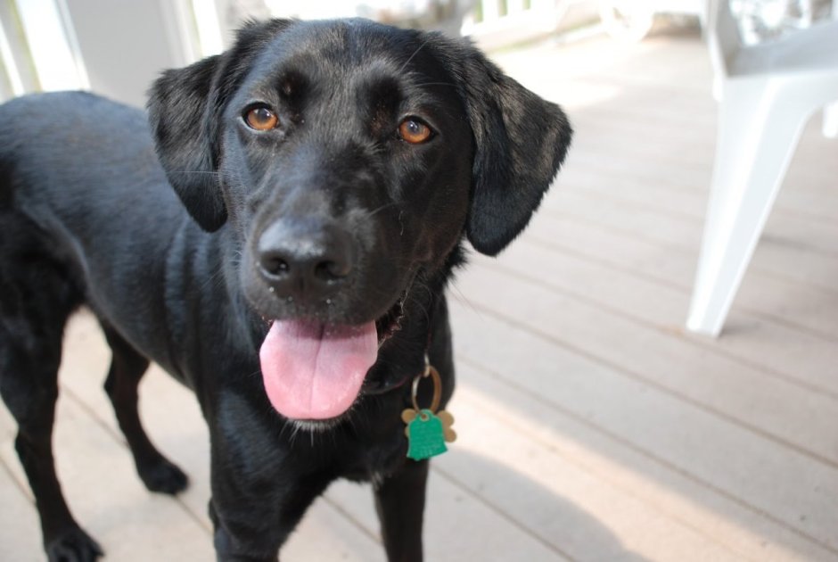 Метис курцхаара и лабрадора