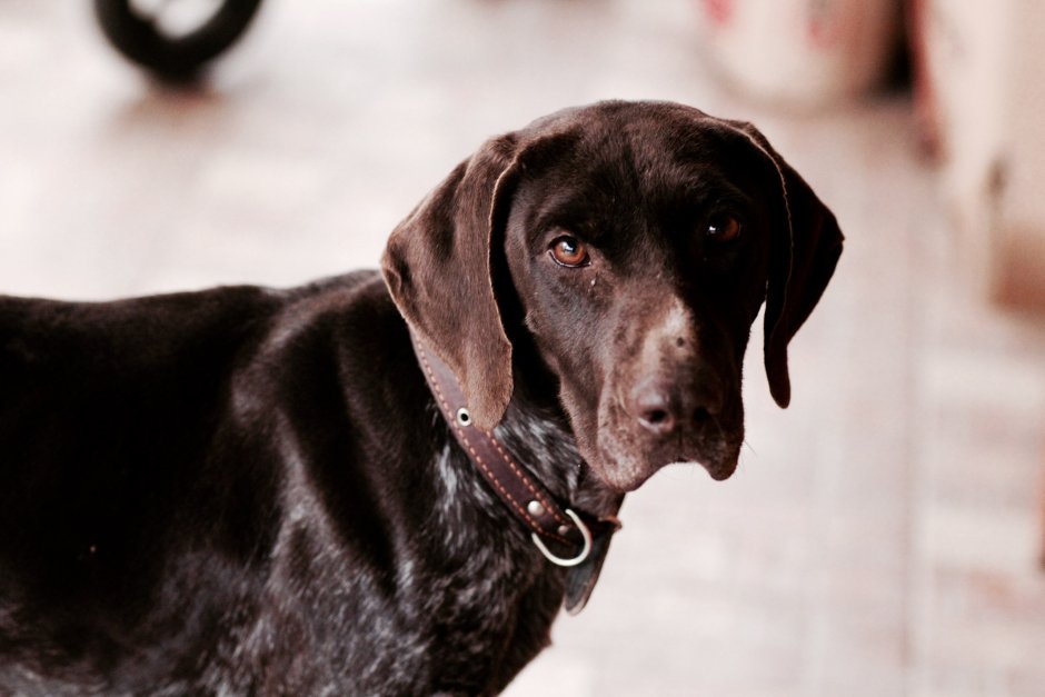 Метис курцхаара