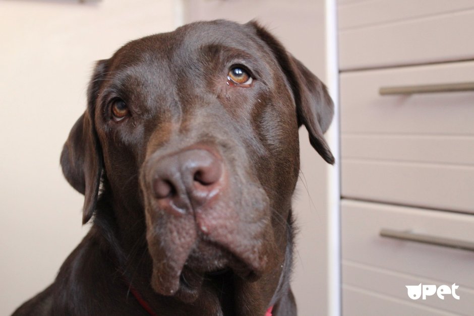 Good morning Зевающий Курцхаар кофе