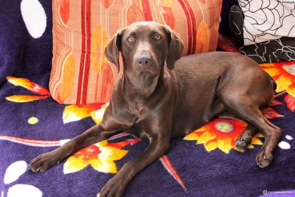 Метис курцхаара и лабрадора